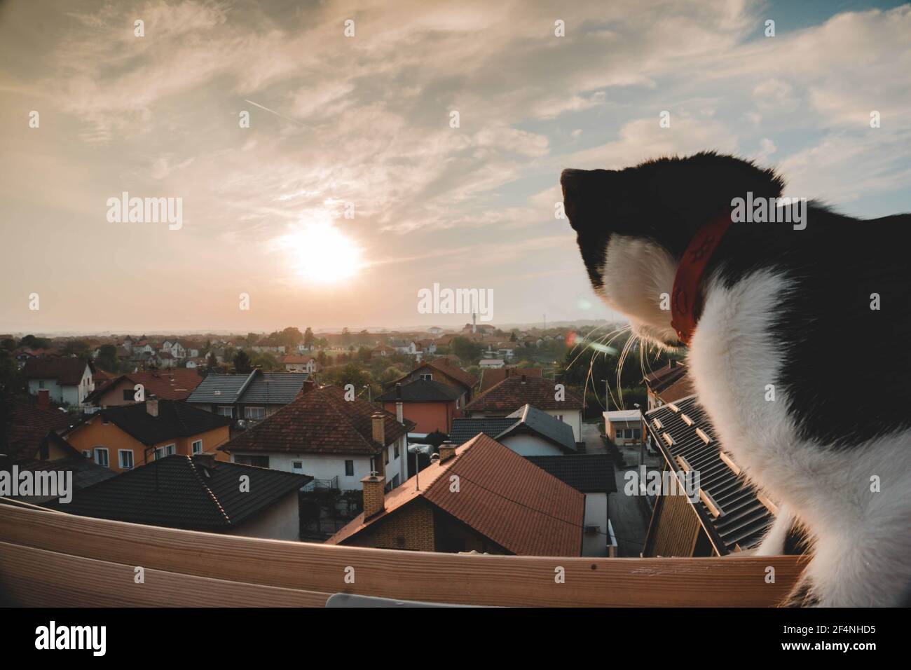 Selective focus of a cat standing on wooden railings in a balcony ...
