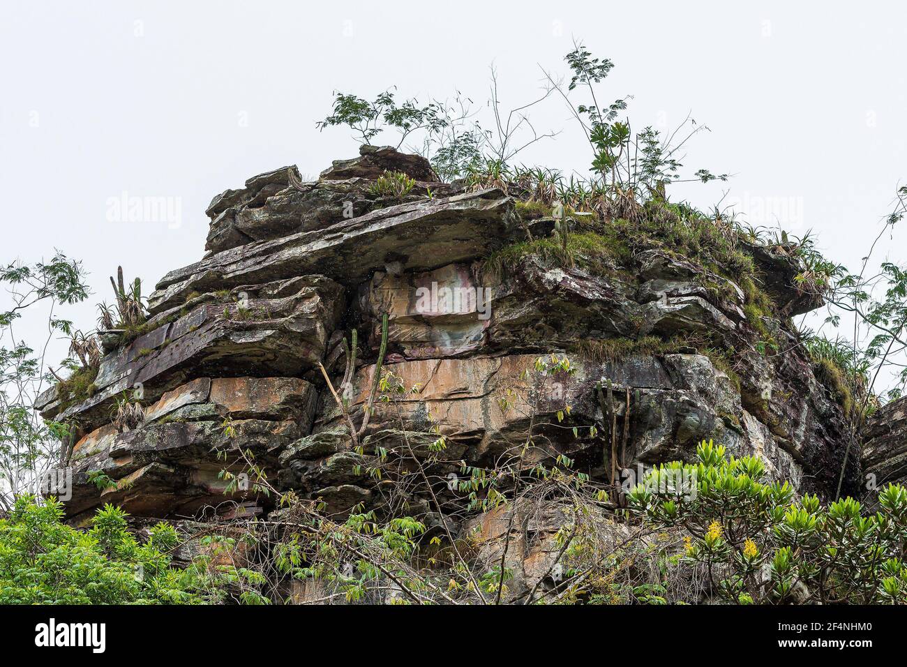 Vegetation Under Rocks Big sedimentary rock with native vegetation growing on it like green ...
