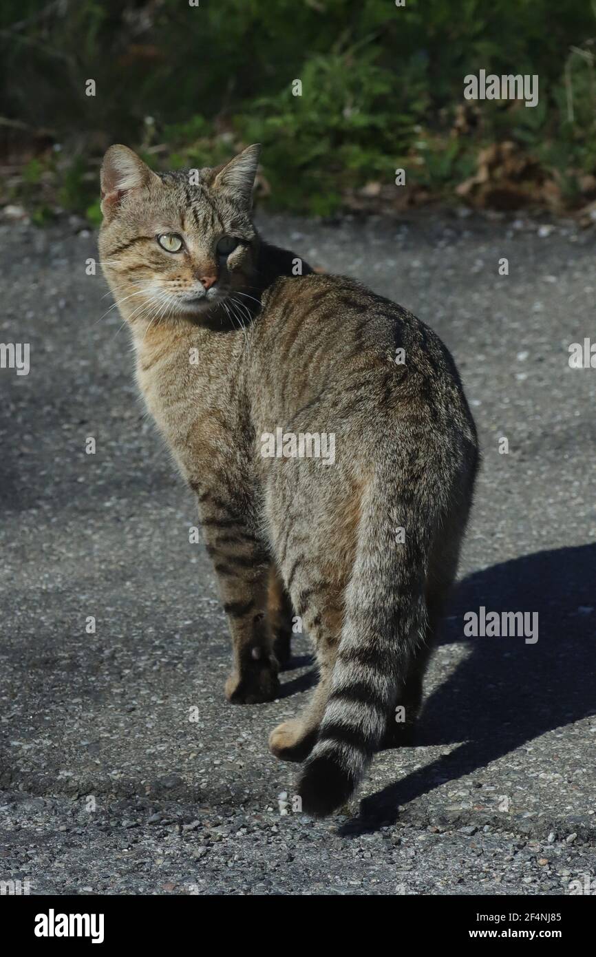 a feral cats in Sicily Stock Photo