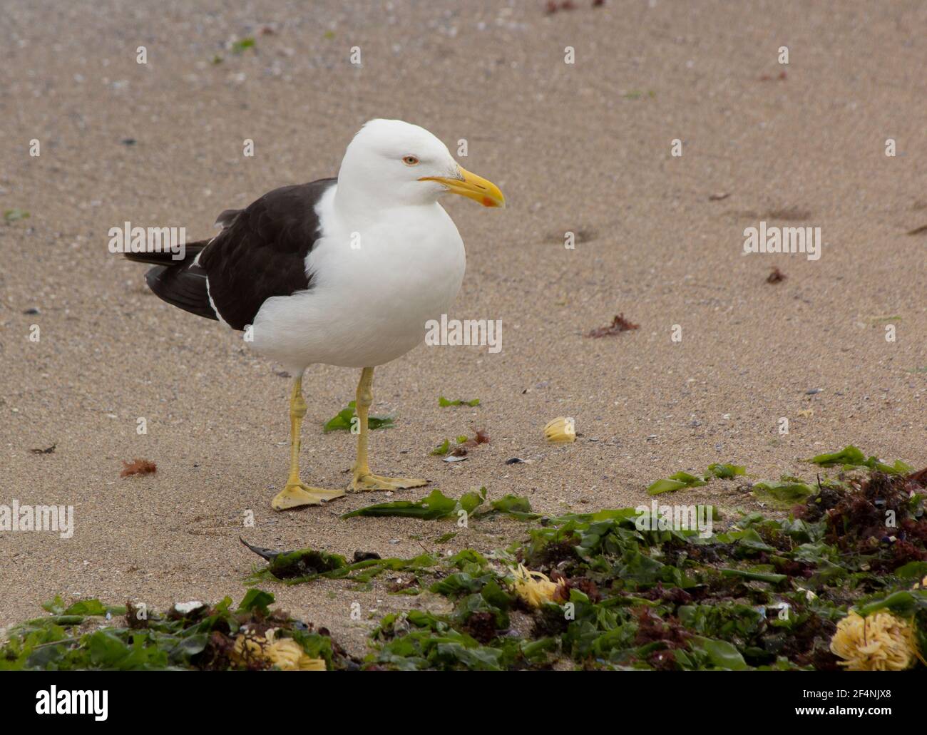 Seagull on the beach with kelps at Punta del Este, Uruguay. Stock Photo