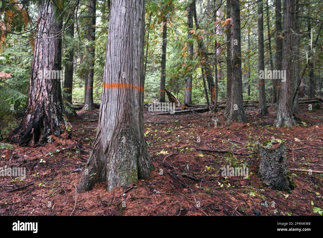 Old-growth forest proposed for logging, unit 4 in Black Ram project. Kootenai National Forest, Yaak Valley, Montana. (Photo by Randy Beacham) Stock Photo