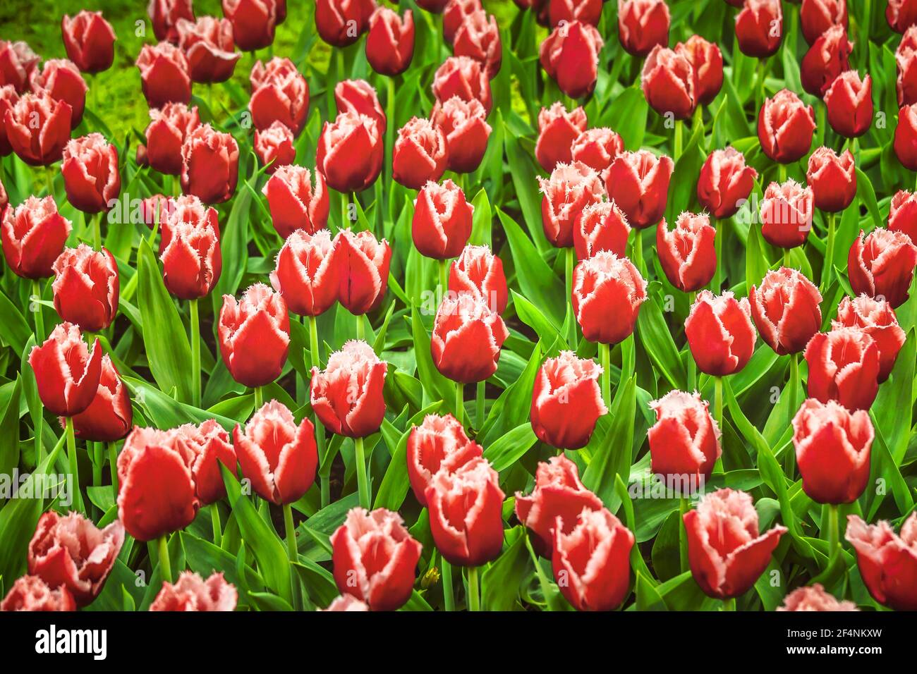 Red and White blooming tulip flowers pattern background. Keukenhof, Netherlands, Europe. Stock Photo