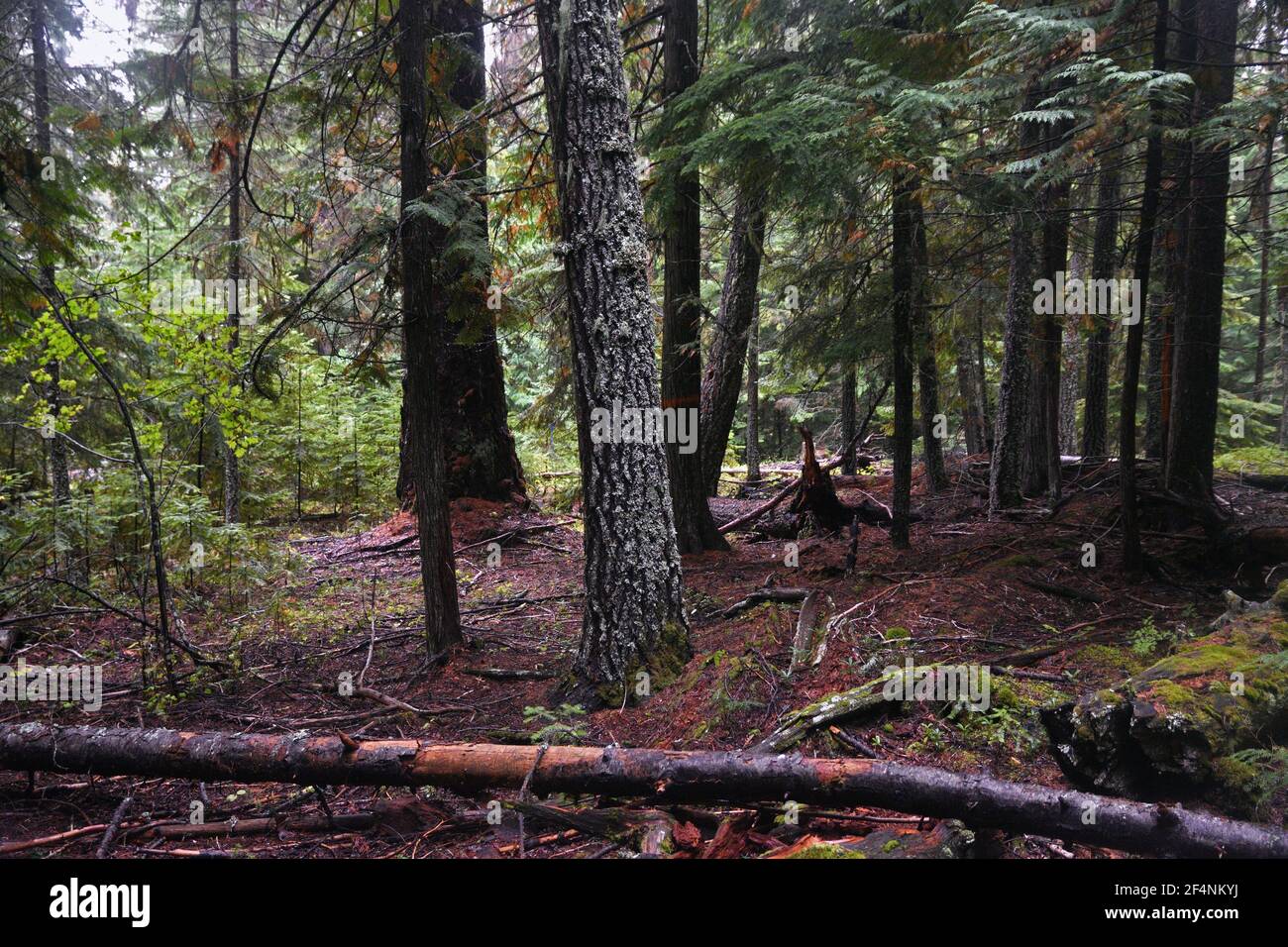 Old-growth forest proposed for logging, unit 4, in Black Ram project. Kootenai National Forest, Yaak Valley, Montana. (Photo by Randy Beacham) Stock Photo