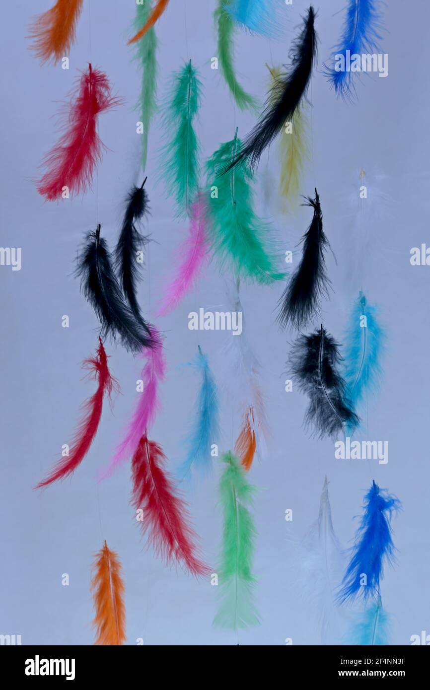 Colorful feathers hanging on thin fishing line with white background Stock  Photo - Alamy