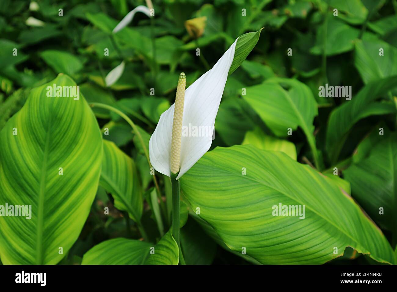Anthurium pandola hi-res stock photography and images - Alamy