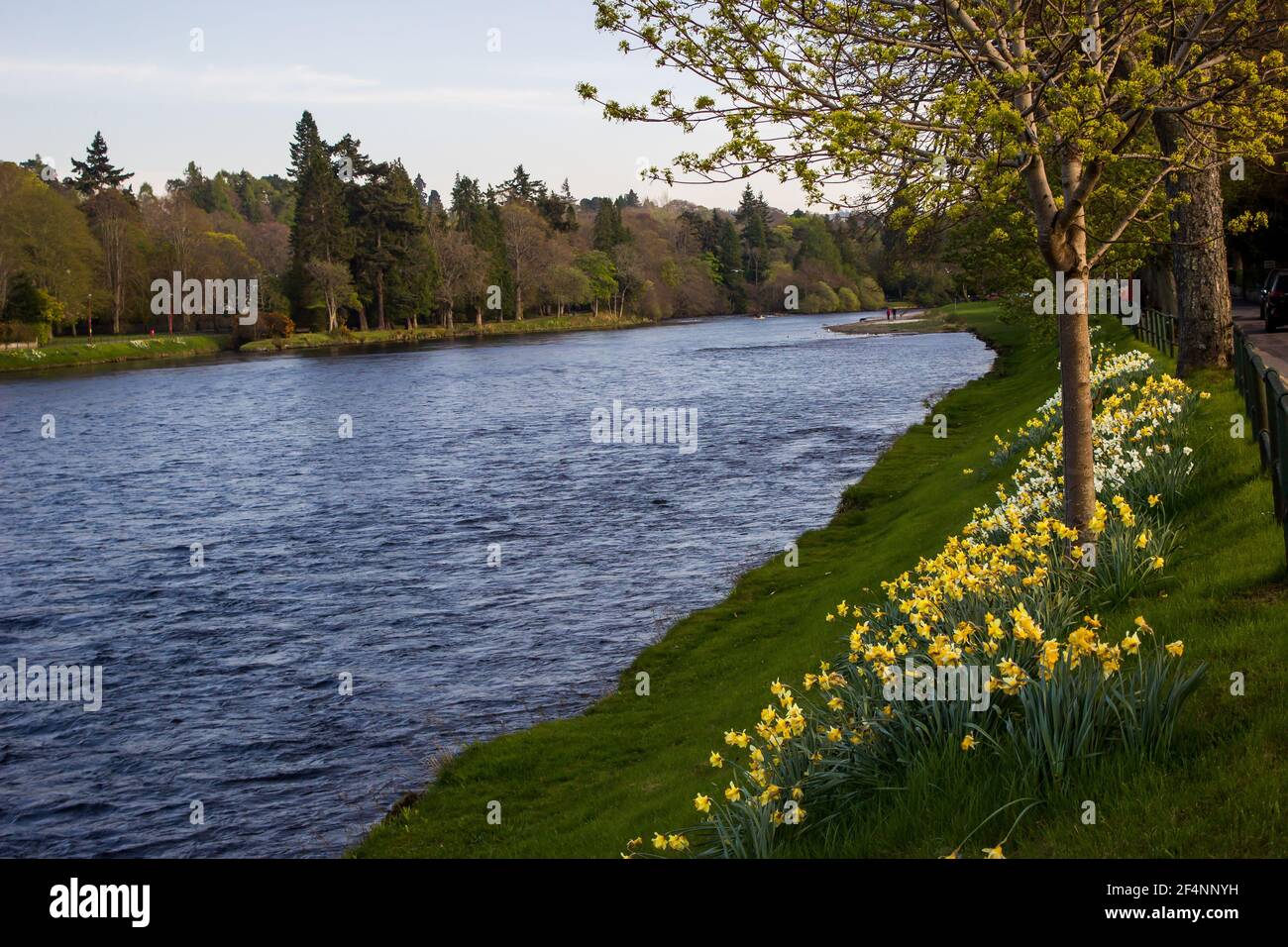 View of the Ness Islands, a series of small islands in the River Ness, Inverness, Scotland, in the spring with yellow daffodils in the foreground Stock Photo