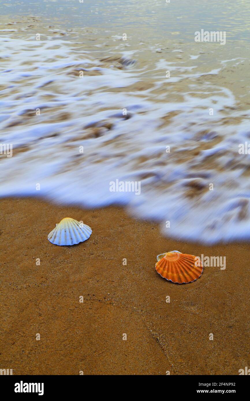 Sea shells on the sandy beach Stock Photo