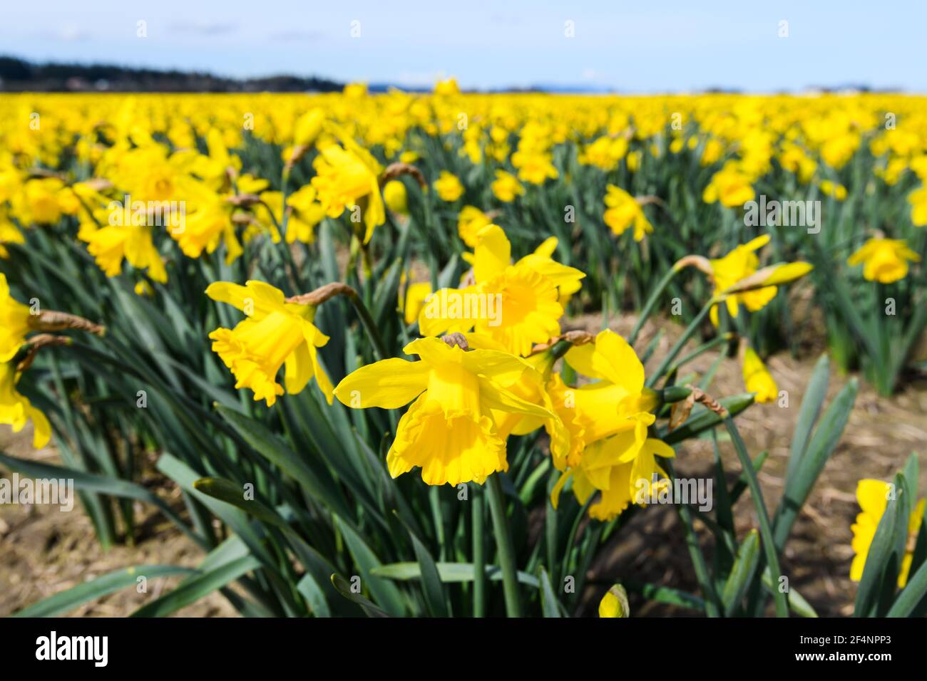 Last days of winter find a glorious show of commercial daffodils in the morning sun in the Skagit Valley of Washington State Stock Photo