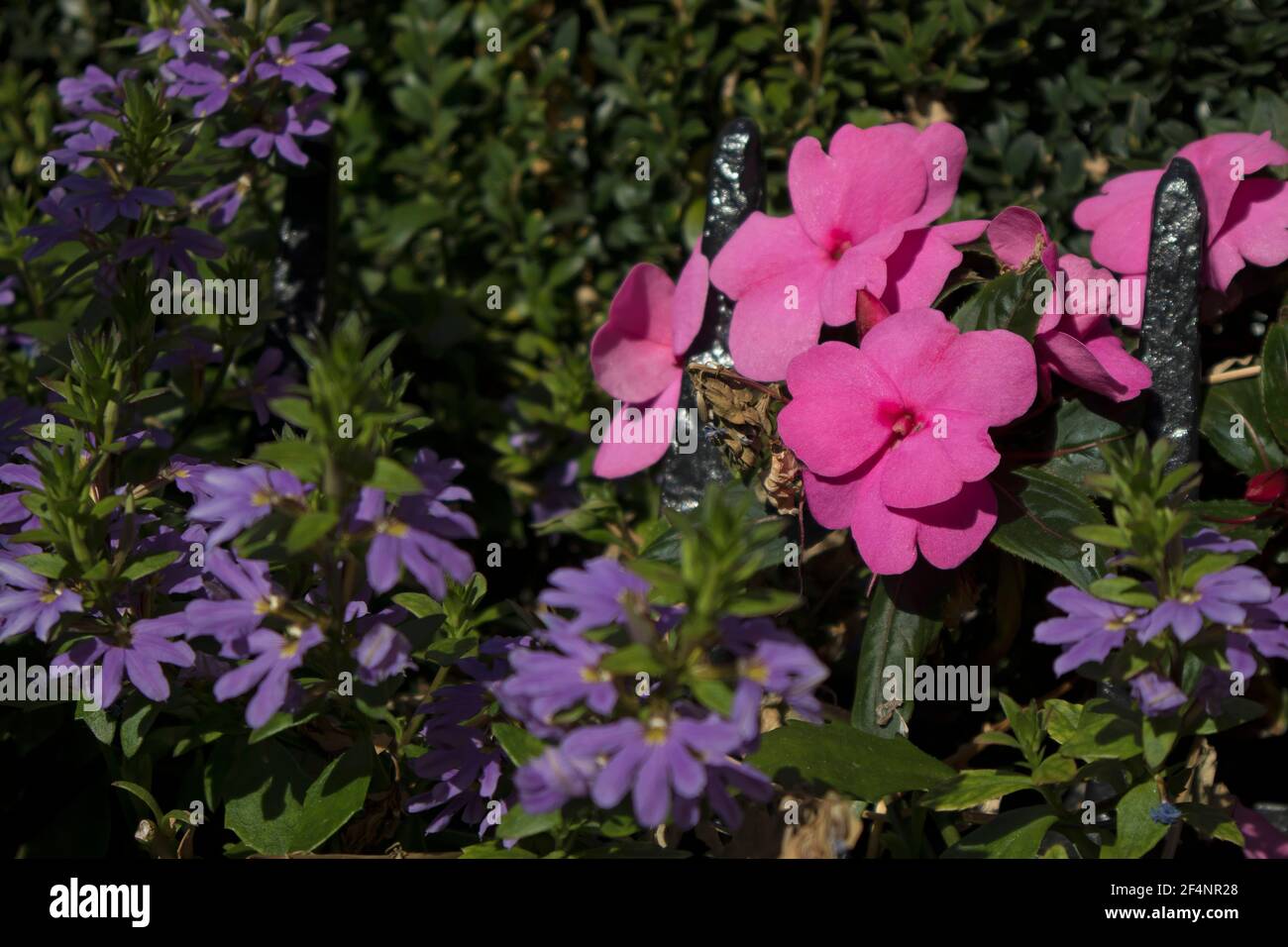 Pink begonia flowers in garden against the background of blue bushes Stock Photo