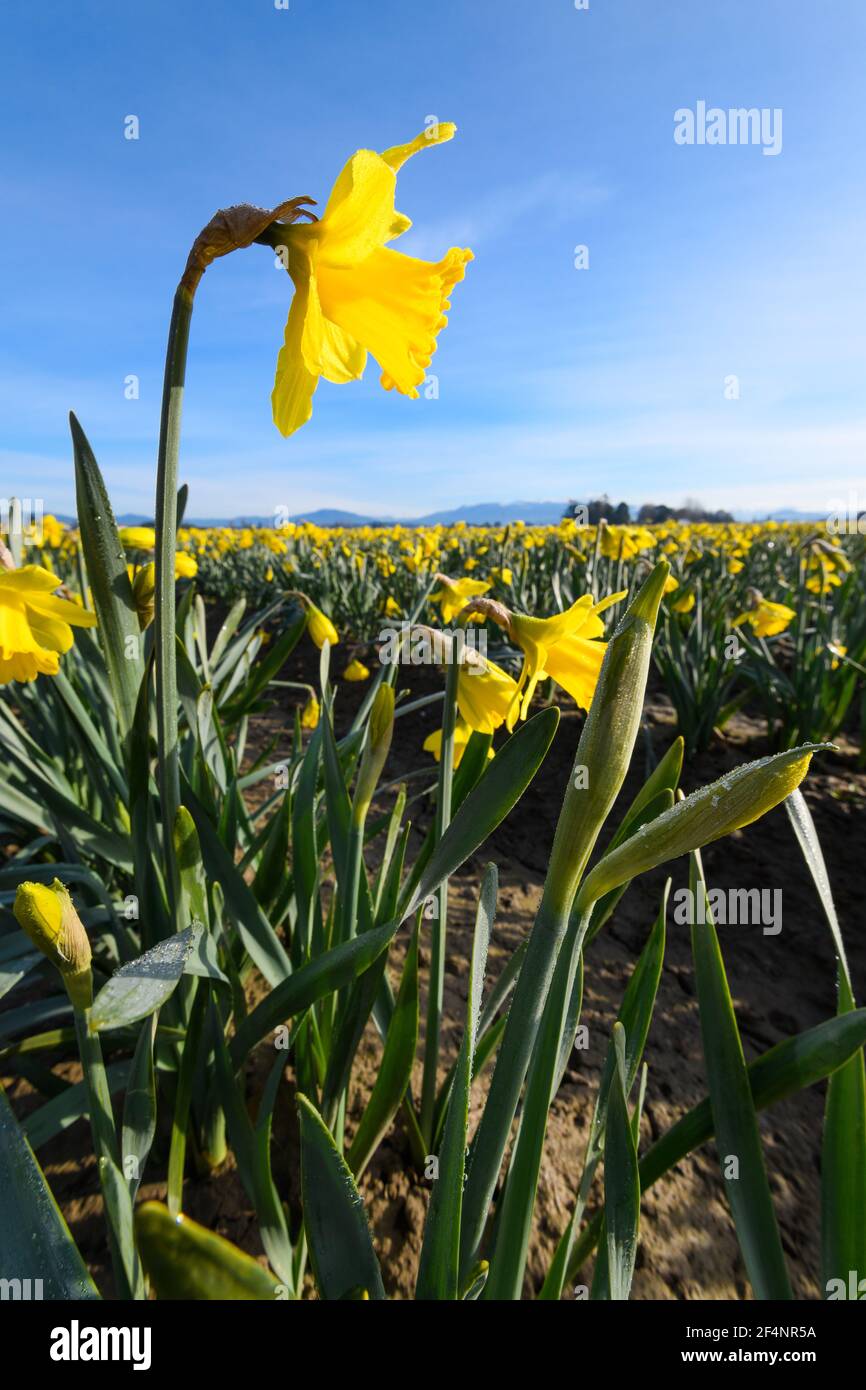 One of the daffodils in a commercial field rising above its neighbors in the flower fields of the Skagit Valley in Washington State Stock Photo