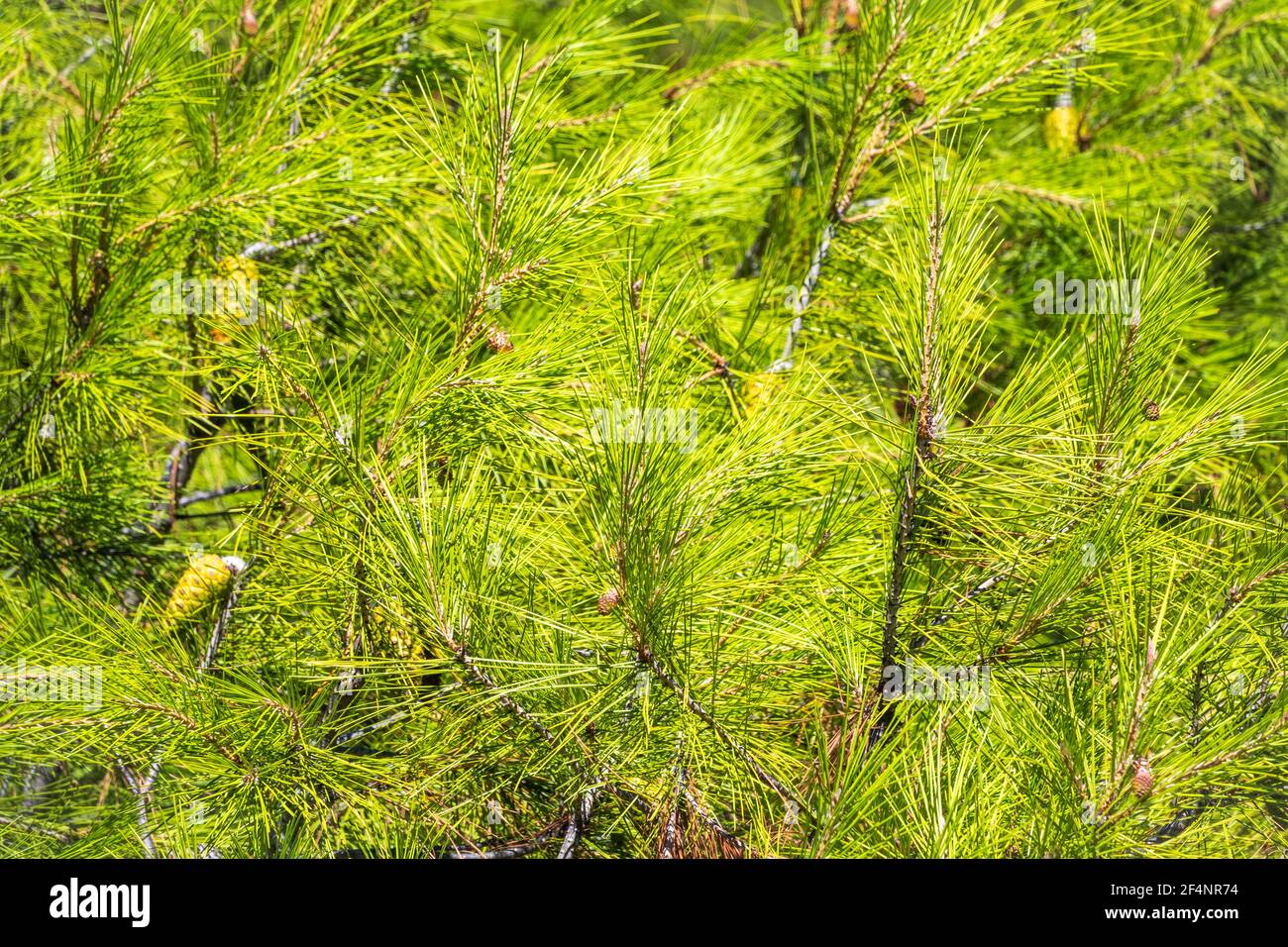 Closeup photo of green needle pine tree. Small pine cones at the end of ...