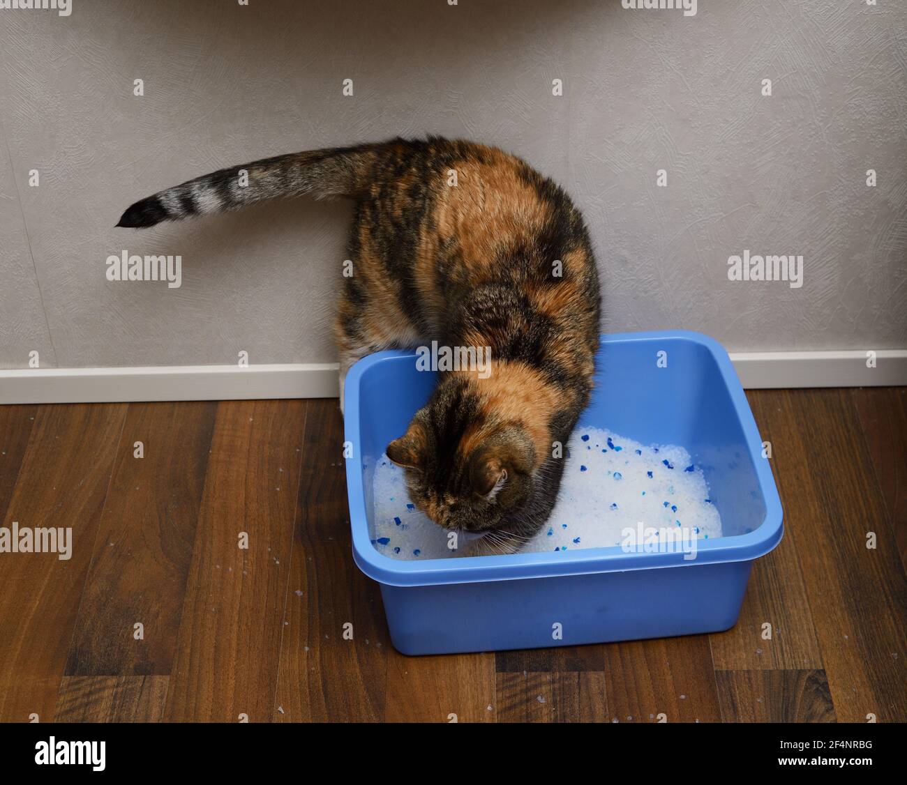 cat digs and buries poop in the litter box Stock Photo Alamy