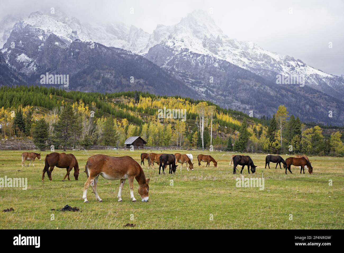 Horses grazing against Mountain backdropGrand Tetons National Park Wyoming. USA LA006687 Stock Photo