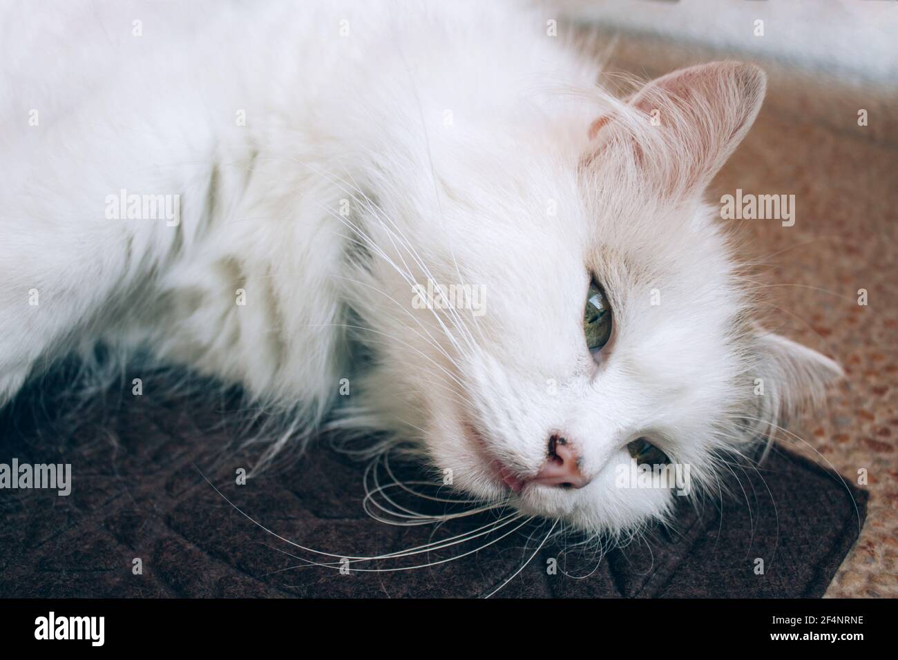 Close up view of sick young white cat lies on brown blanket in a veterinary clinic for pets. Feline health, problems with nursing kittens and cat Stock Photo