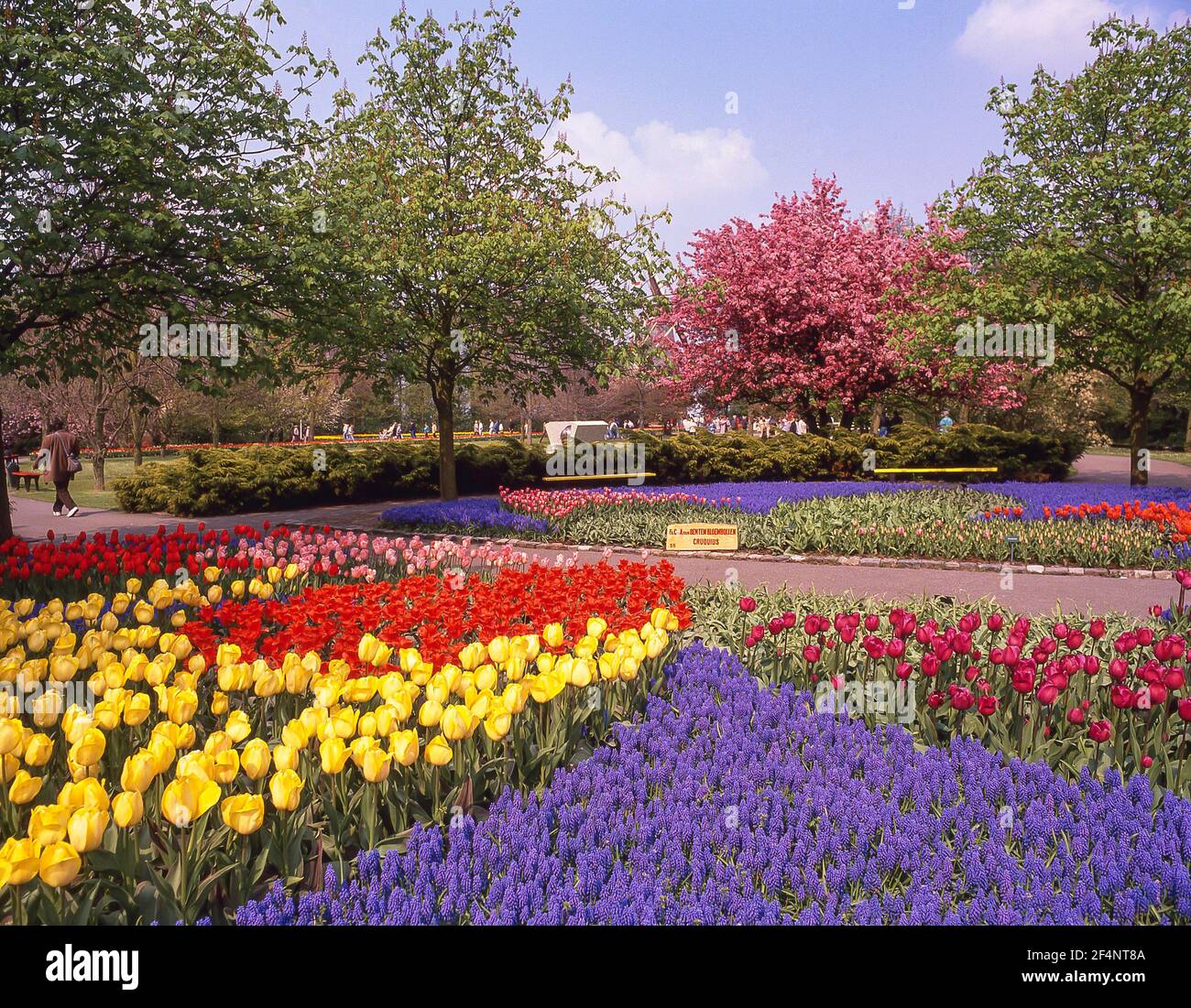 Fields of tulips in spring, Keukenhof Gardens, Lisse, South Holland (Zuid-Holland), Kingdom of the Netherlands Stock Photo