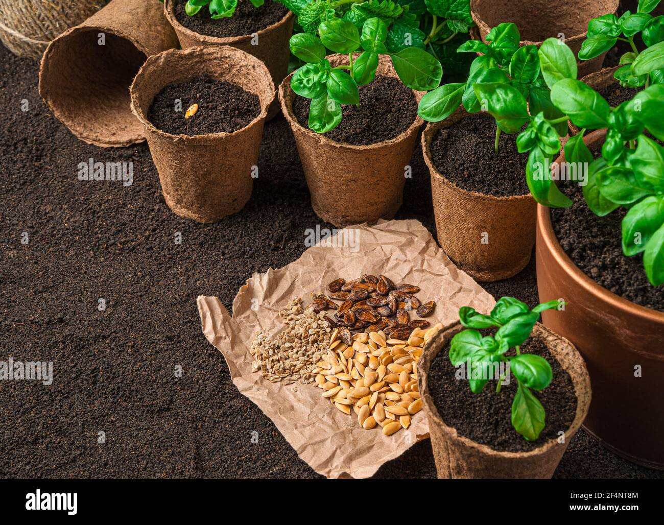 Basil sprouts and seeds of various kinds. Side view with copy space. Stock Photo