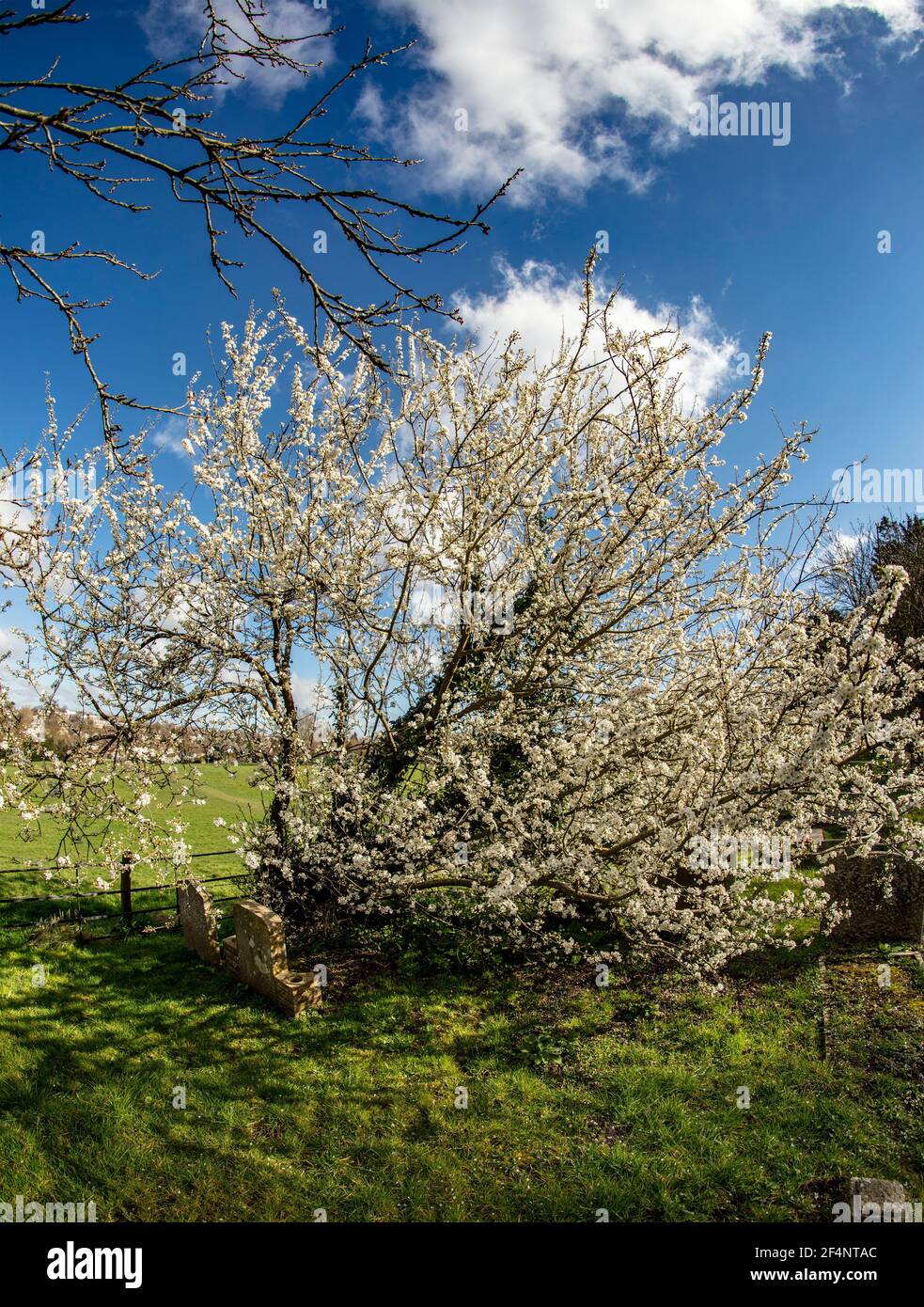 Blackthorne (Prunus spinosa), blossom in spring, natural plant portrait ...