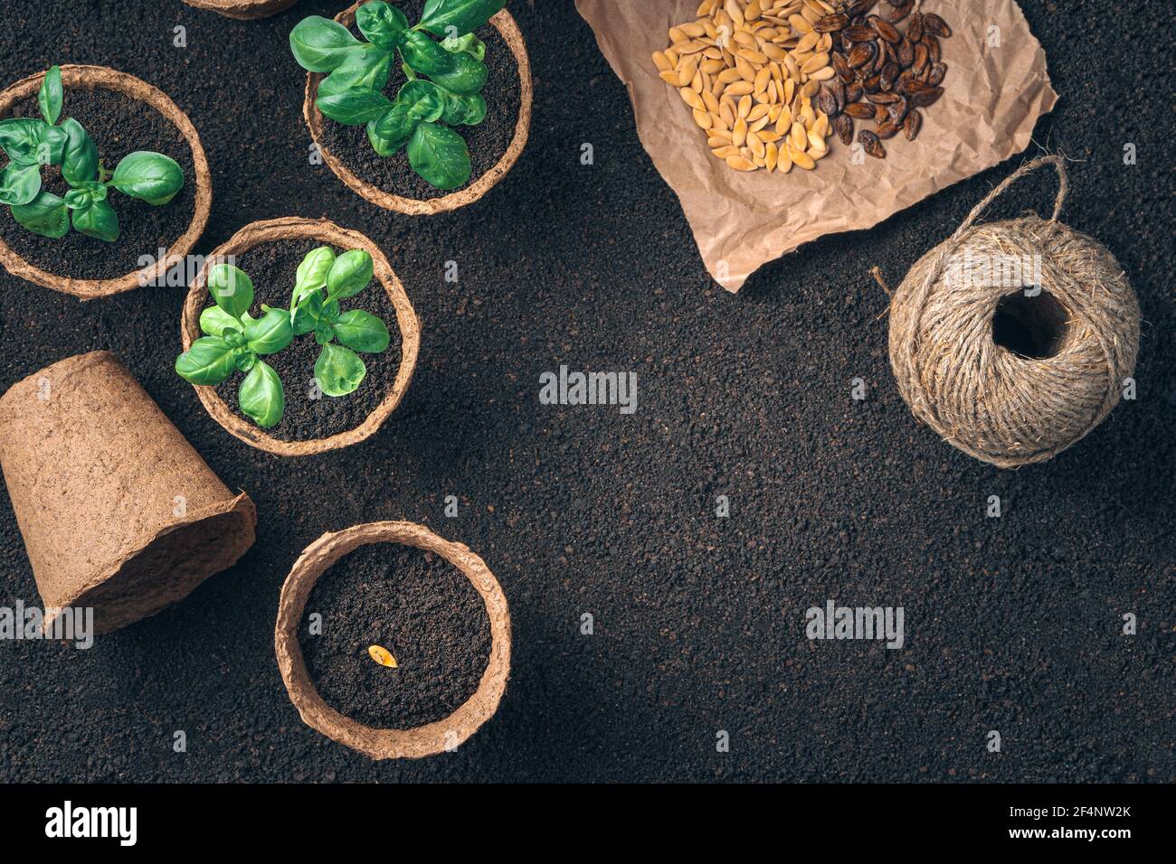 Basil seedlings in peat pots on brown soil. Top view, horizontal ...