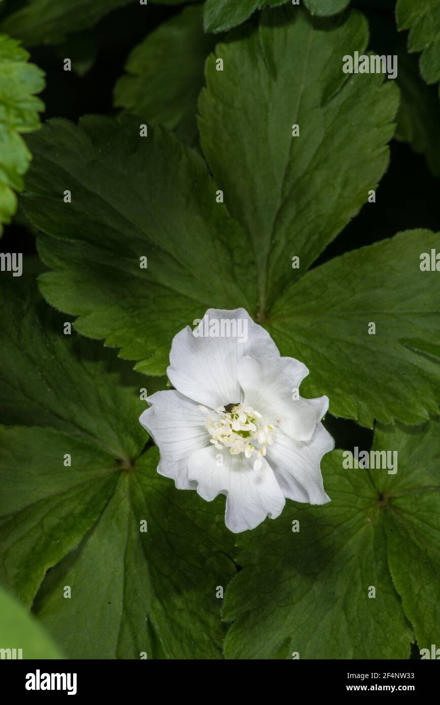 Close-up of a Windflower (Anemone piperi) Flower Stock Photo