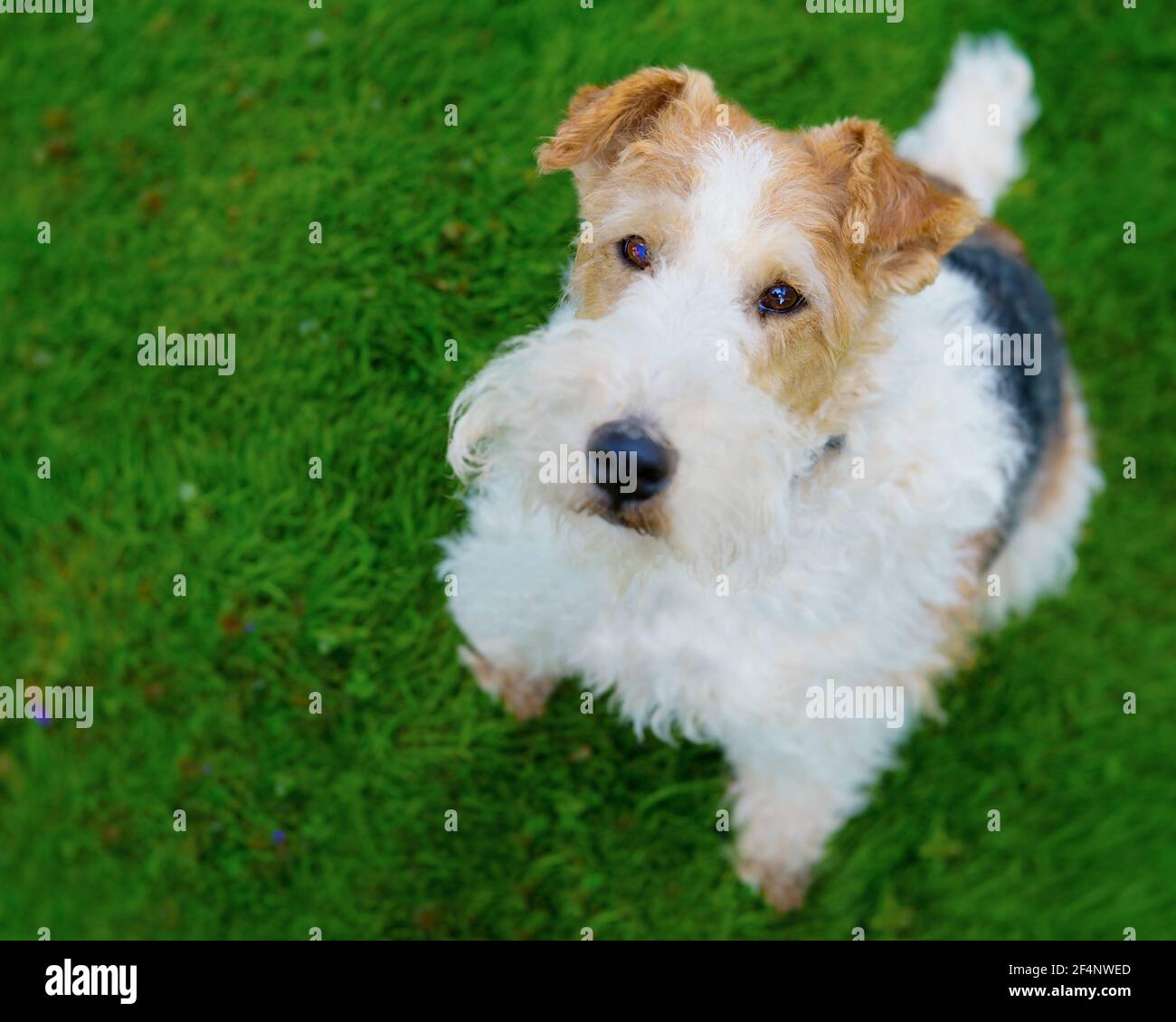 Wire fox terrier photographed with a specialty lens producing shallow depth of field effect. Stock Photo