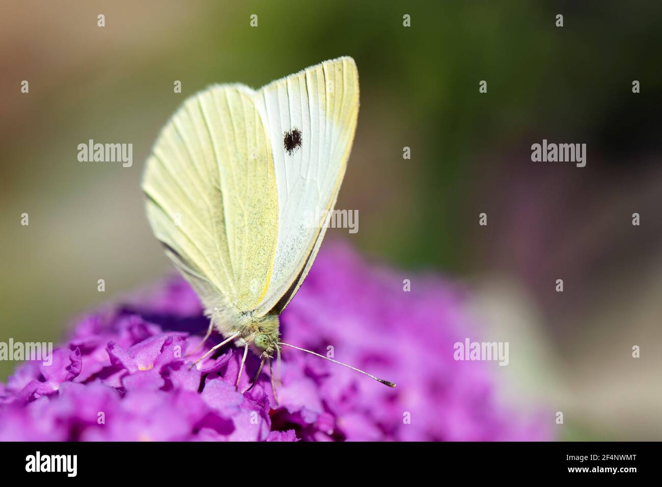 A portrait of a small white butterfly, also known as a cabbage white or cabbage butterfly sitting on the flowers of a pink delight or buddleja bush, f Stock Photo