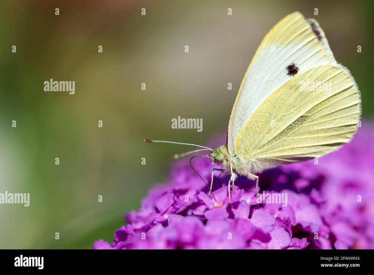 A portrait of a cabbage white butterfly, also known as a small white or cabbage butterfly sitting on the flowers of a pink delight or buddleja bush, f Stock Photo