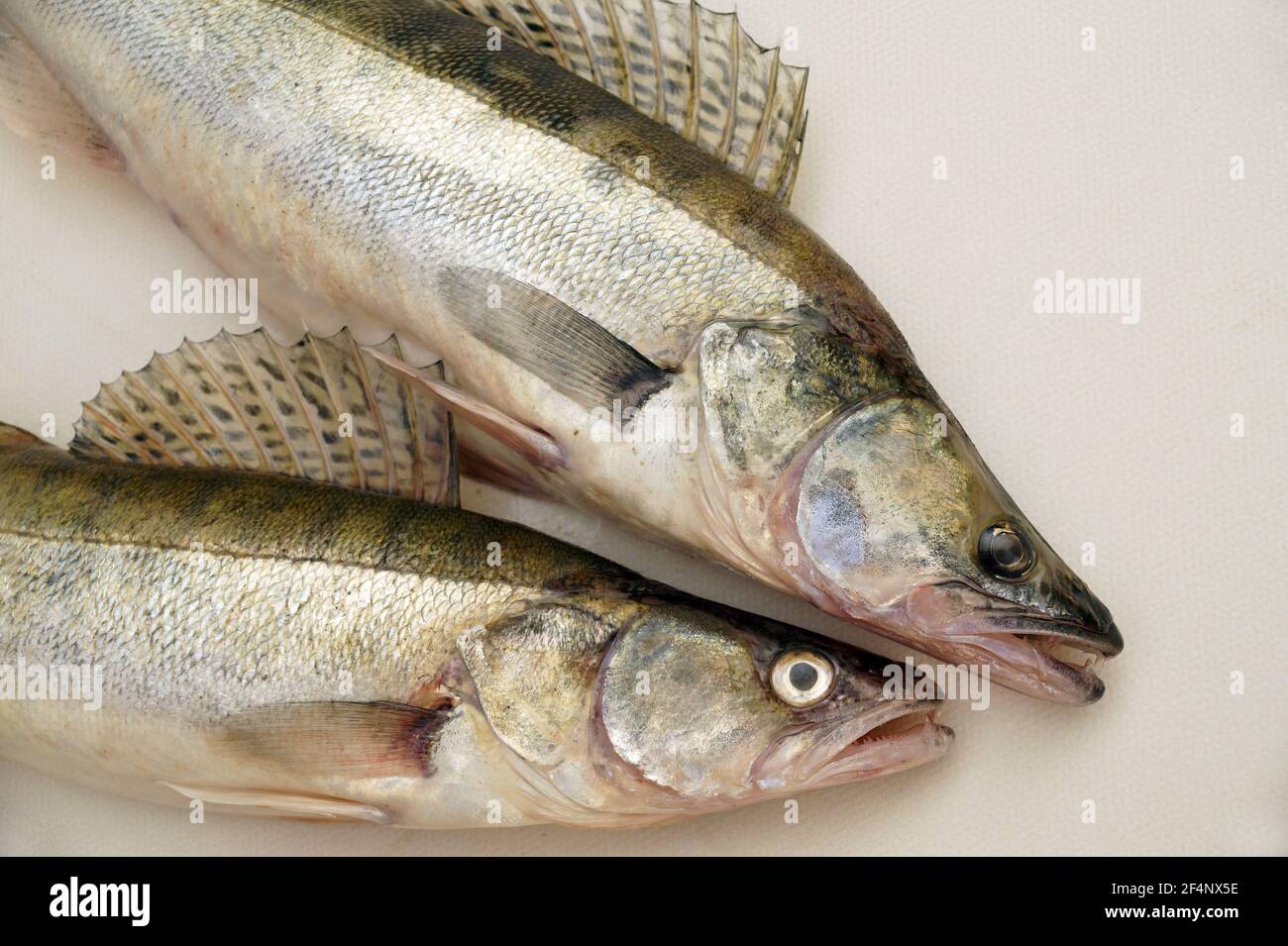 The effect of a fishing trip. Zander or pike perch (Lucioperca lucioperca) is the greater cousin of the American walleye. Stock Photo