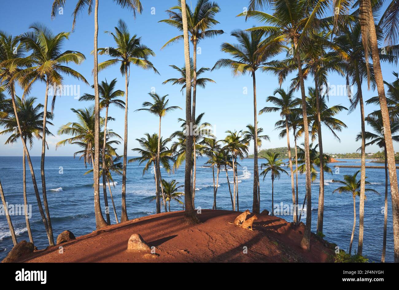 Coconut palm trees and two dogs on a tropical beach at sunrise, Sri Lanka. Stock Photo