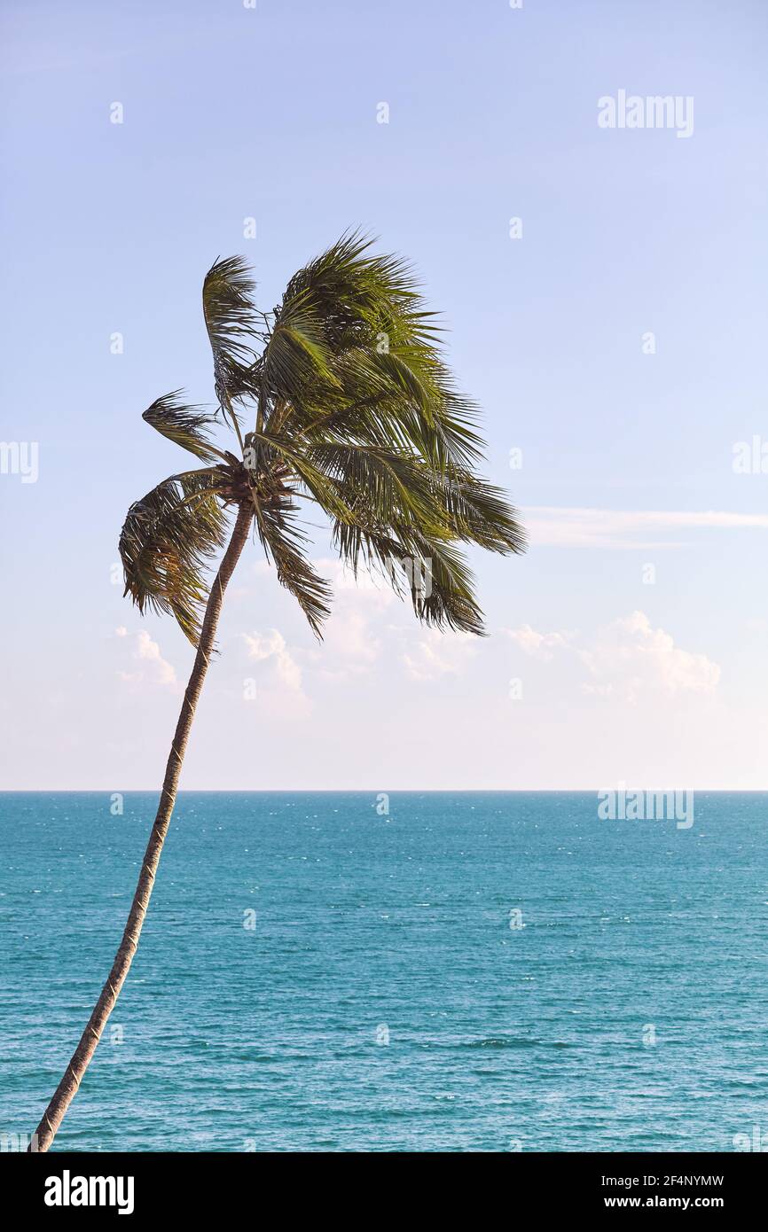 Coconut palm tree against the sea and sky, selective focus, retro color toning applied. Stock Photo