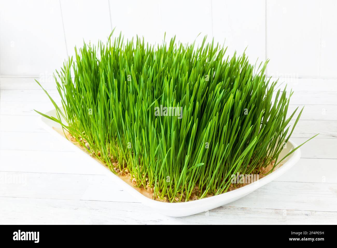 A flat full of home grown wheatgrass. Stock Photo