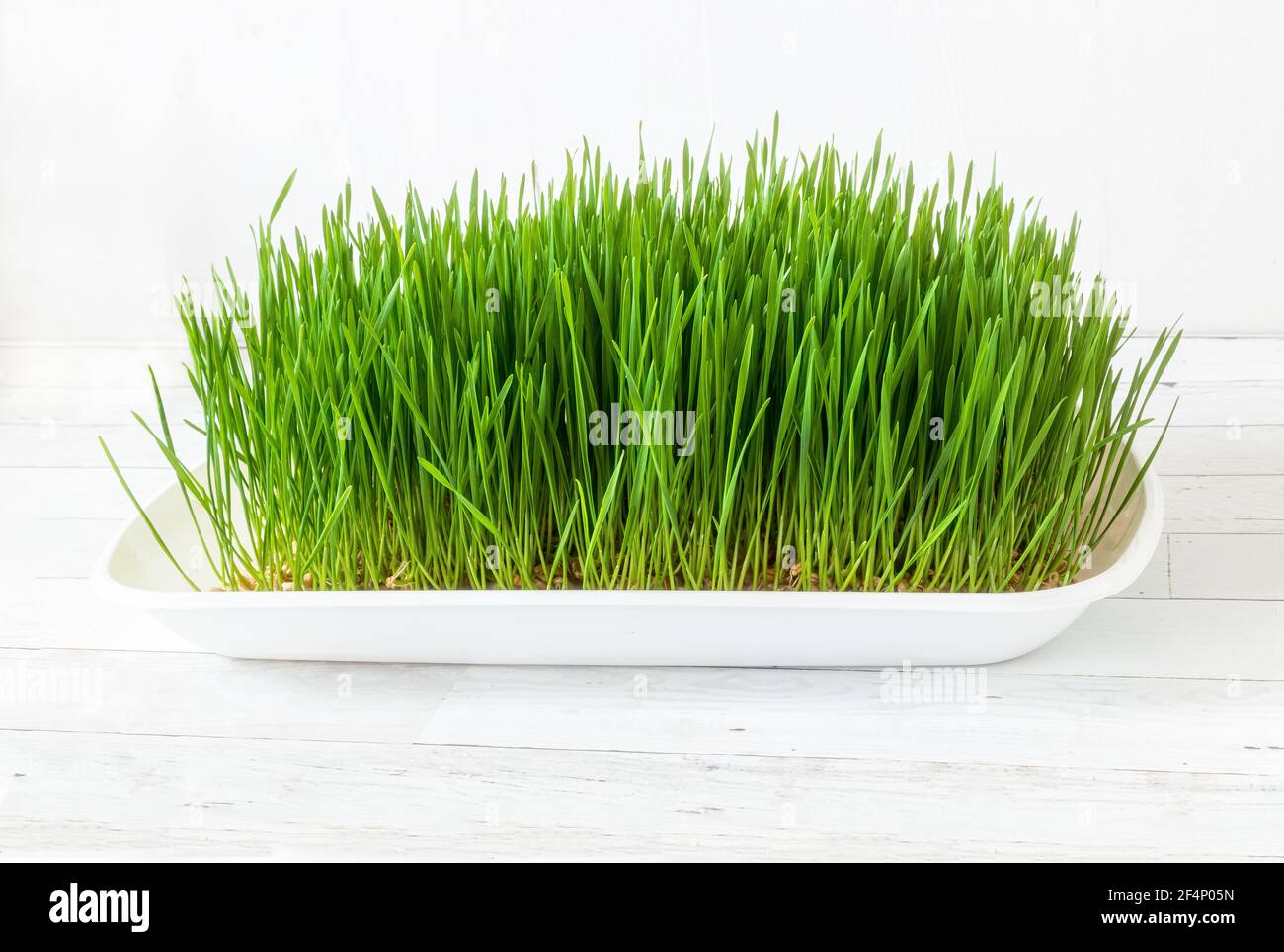 Growing wheatgrass hires stock photography and images Alamy