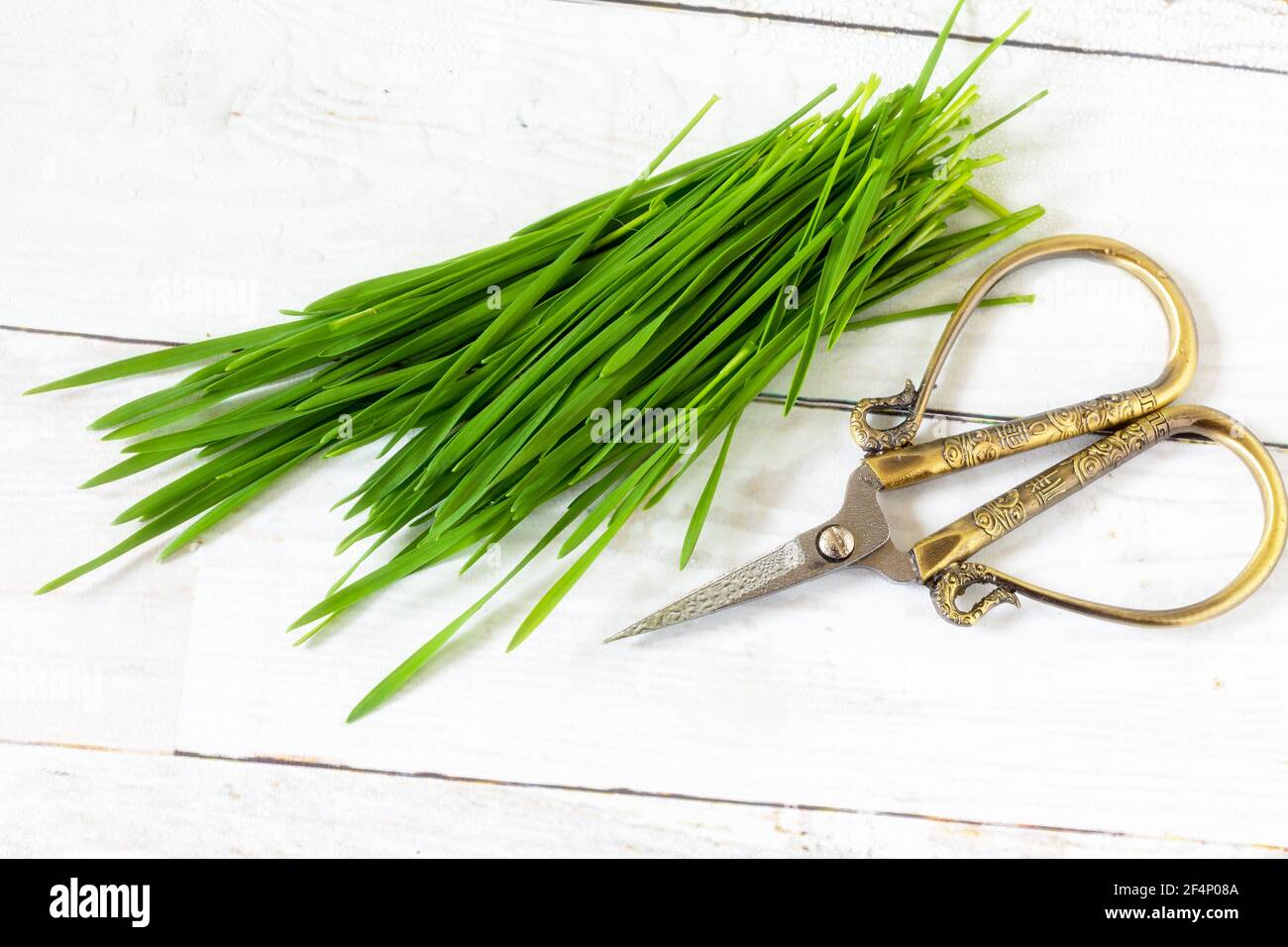 Freshly cut home grown wheatgrass. Stock Photo