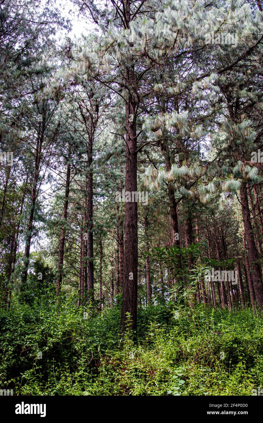 Vertical shot of high trees in a forest Stock Photo - Alamy