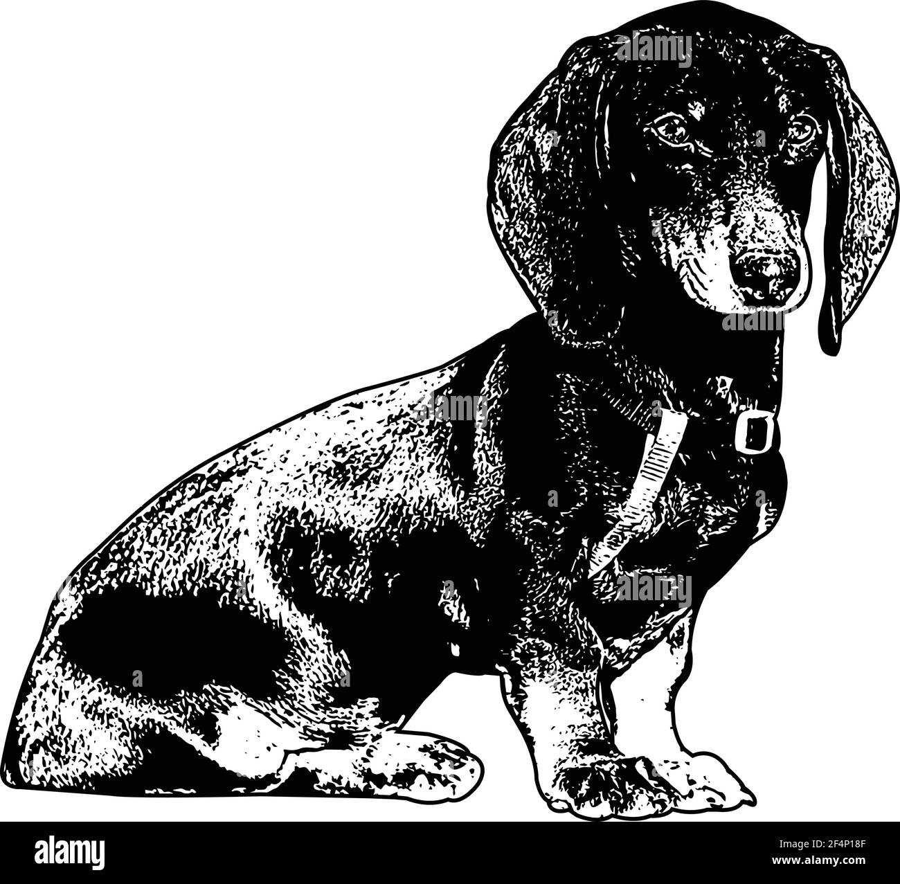 dachshund dog sketch - vector illustration Stock Vector