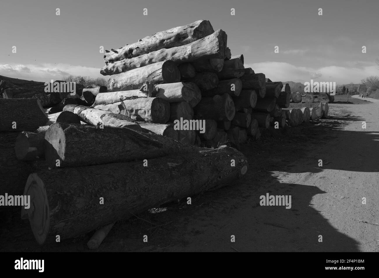 Black and white wooden logs Stock Photo