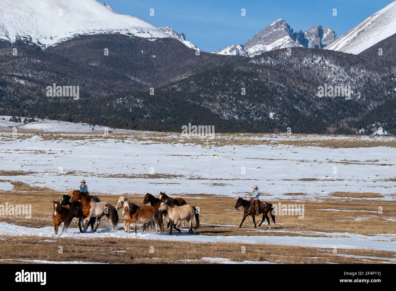Running American Quarter Horse High Resolution Stock Photography and