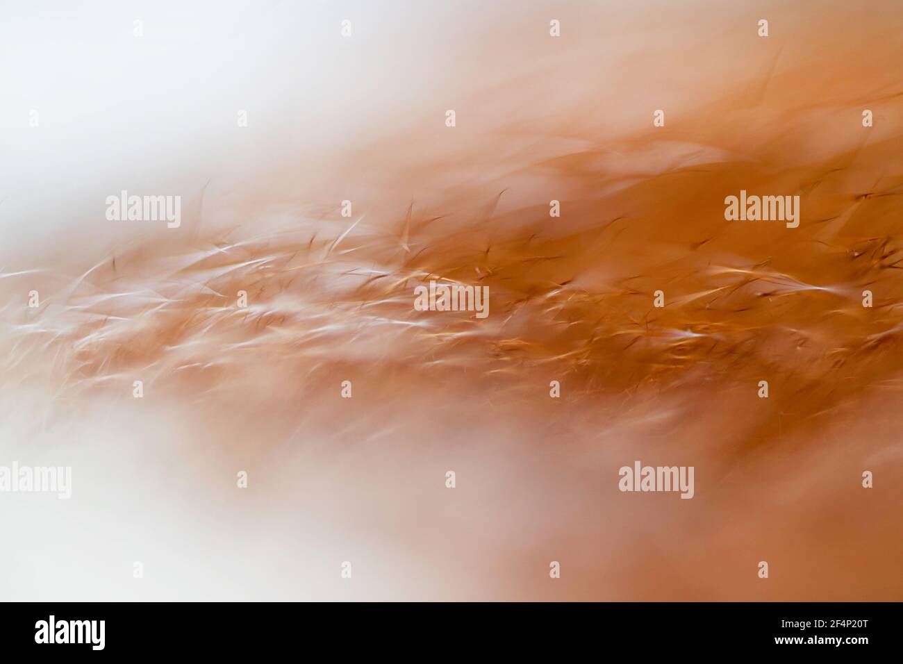 Abstract background, red cat hair, macro. Fur in the haze and fog. Stock Photo