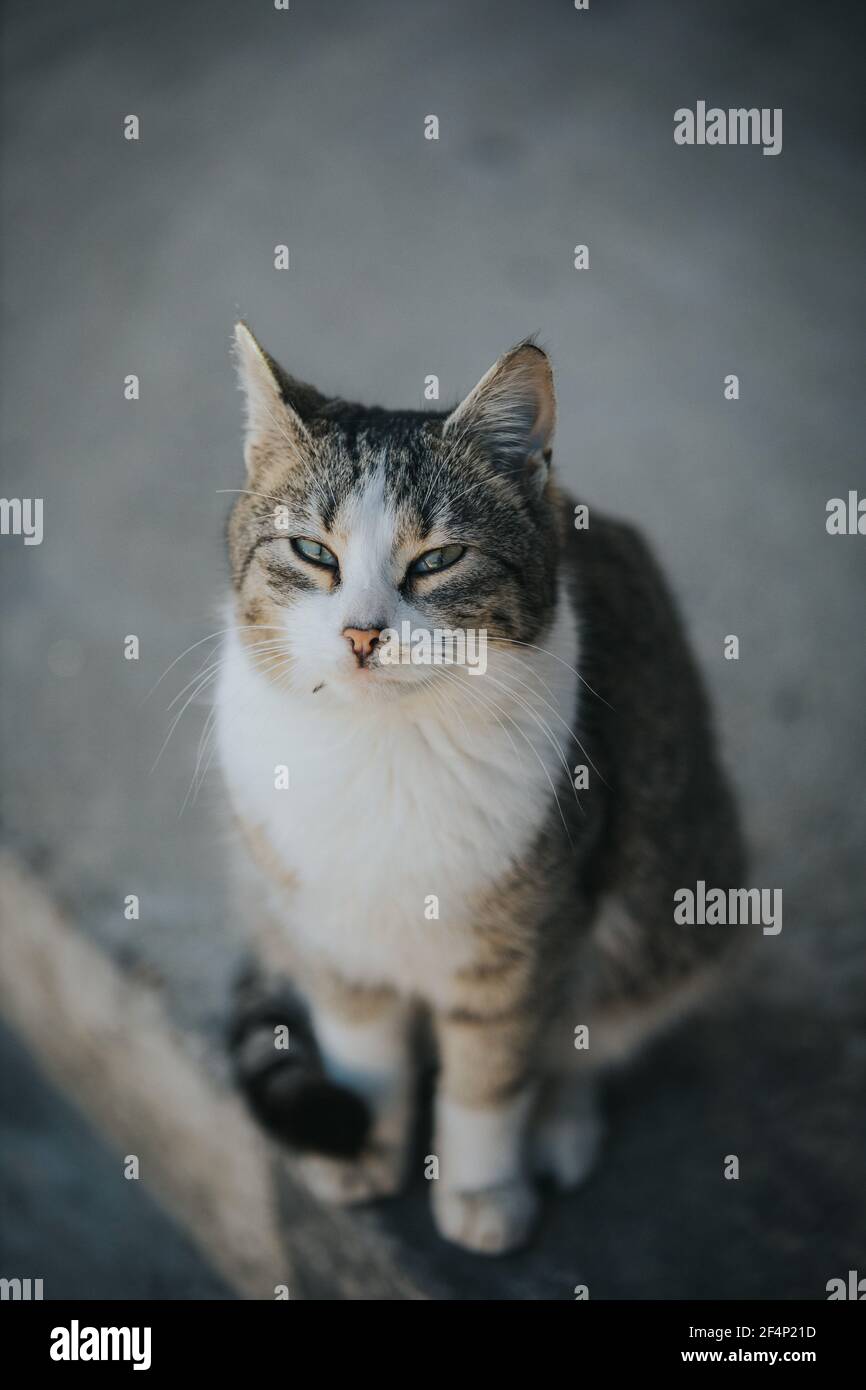 Vertical shot of a tabby cat on the street Stock Photo - Alamy