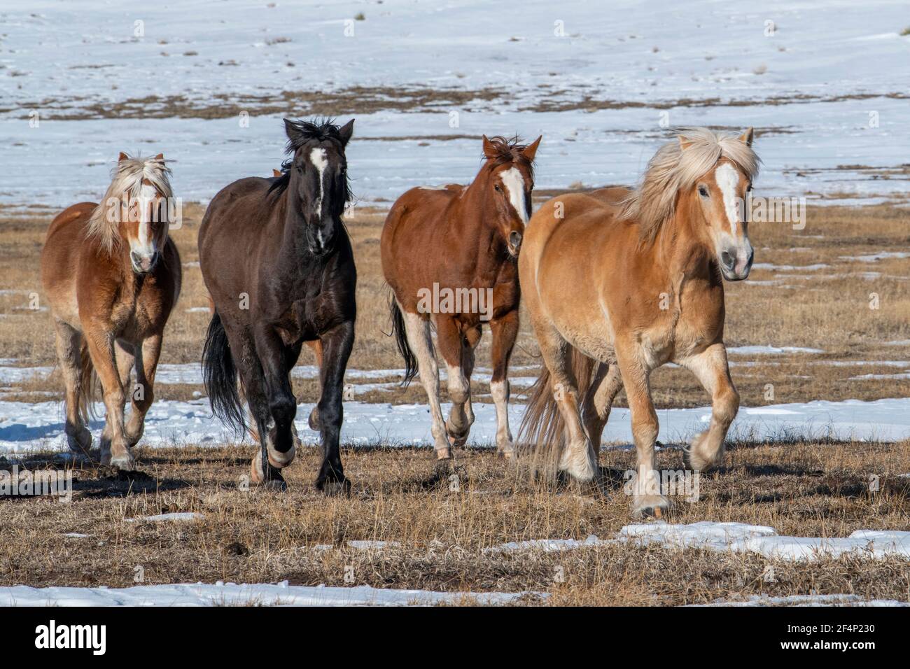 USA, Colorado, Custer County, Westcliffe, Music Meadows Ranch. Mixed ...