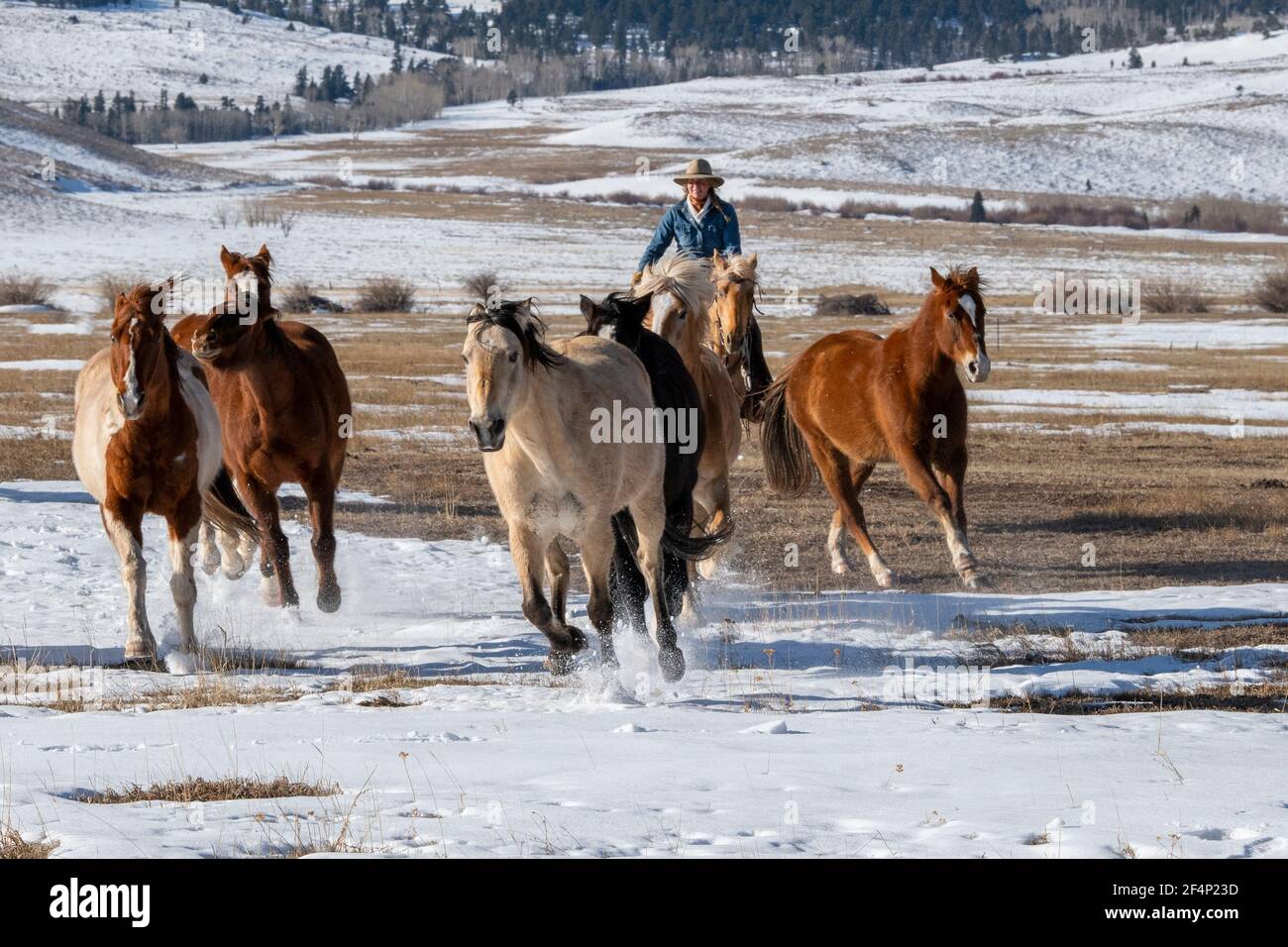 Running american quarter horse hi-res stock photography and images - Alamy