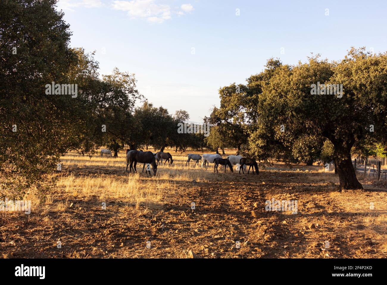 horses in the field of a village in Andalusia southern Spain Stock Photo