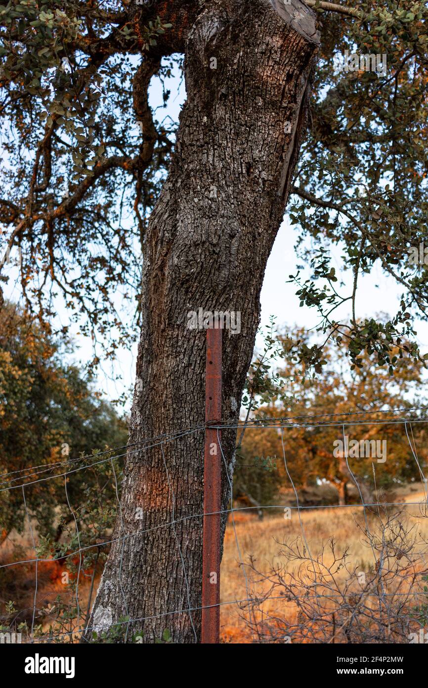 Wounded Tree At wounded tree hi-res stock photography and images - Alamy