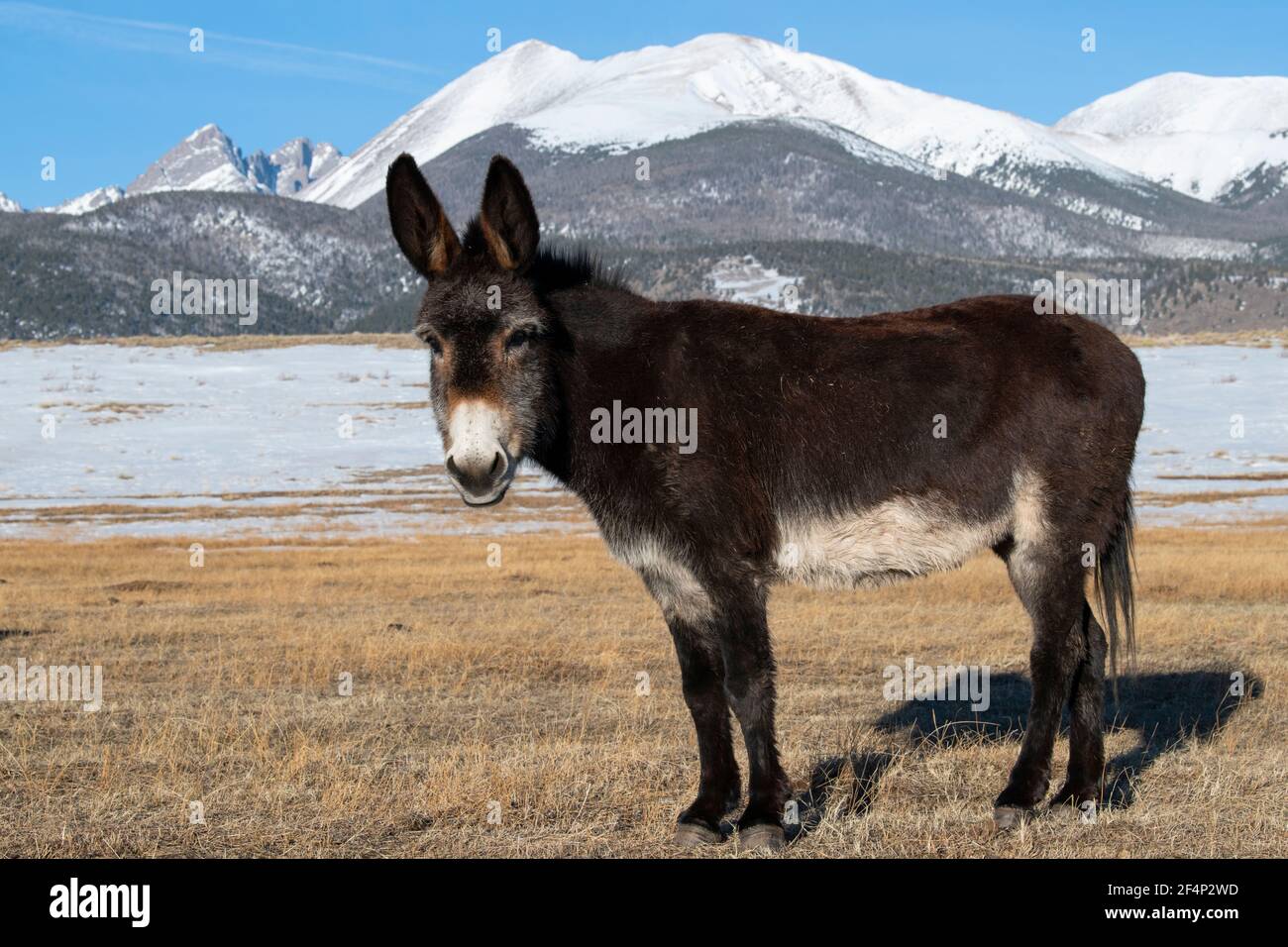 Colorado, Westcliffe, Music Meadows Ranch. Cute old ranch donkey with