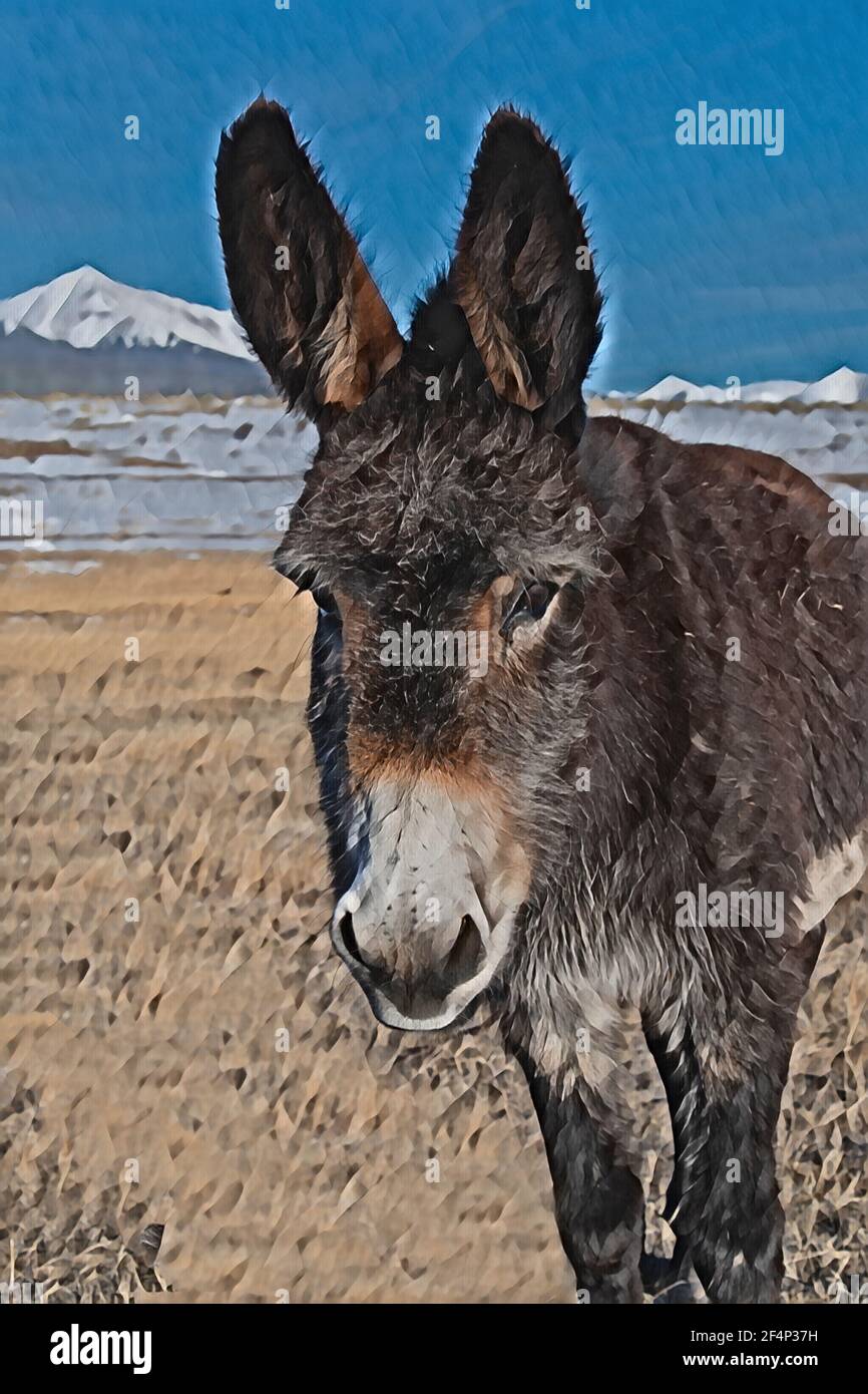Colorado, Westcliffe, Music Meadows Ranch. Cute old ranch donkey with