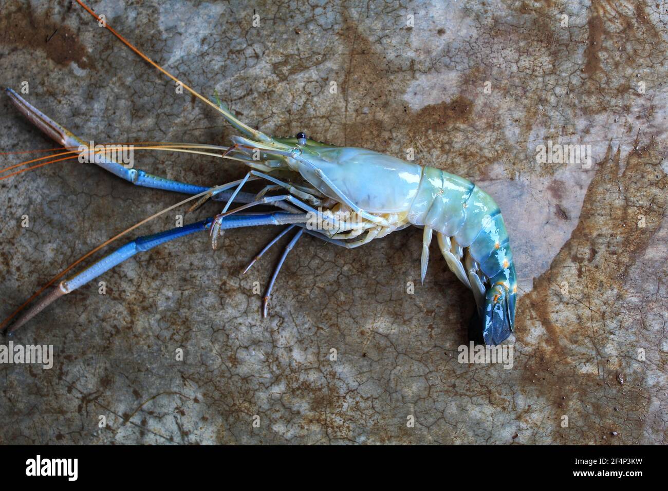 Fresh water giant river prawn sale in market scampi sale in indian