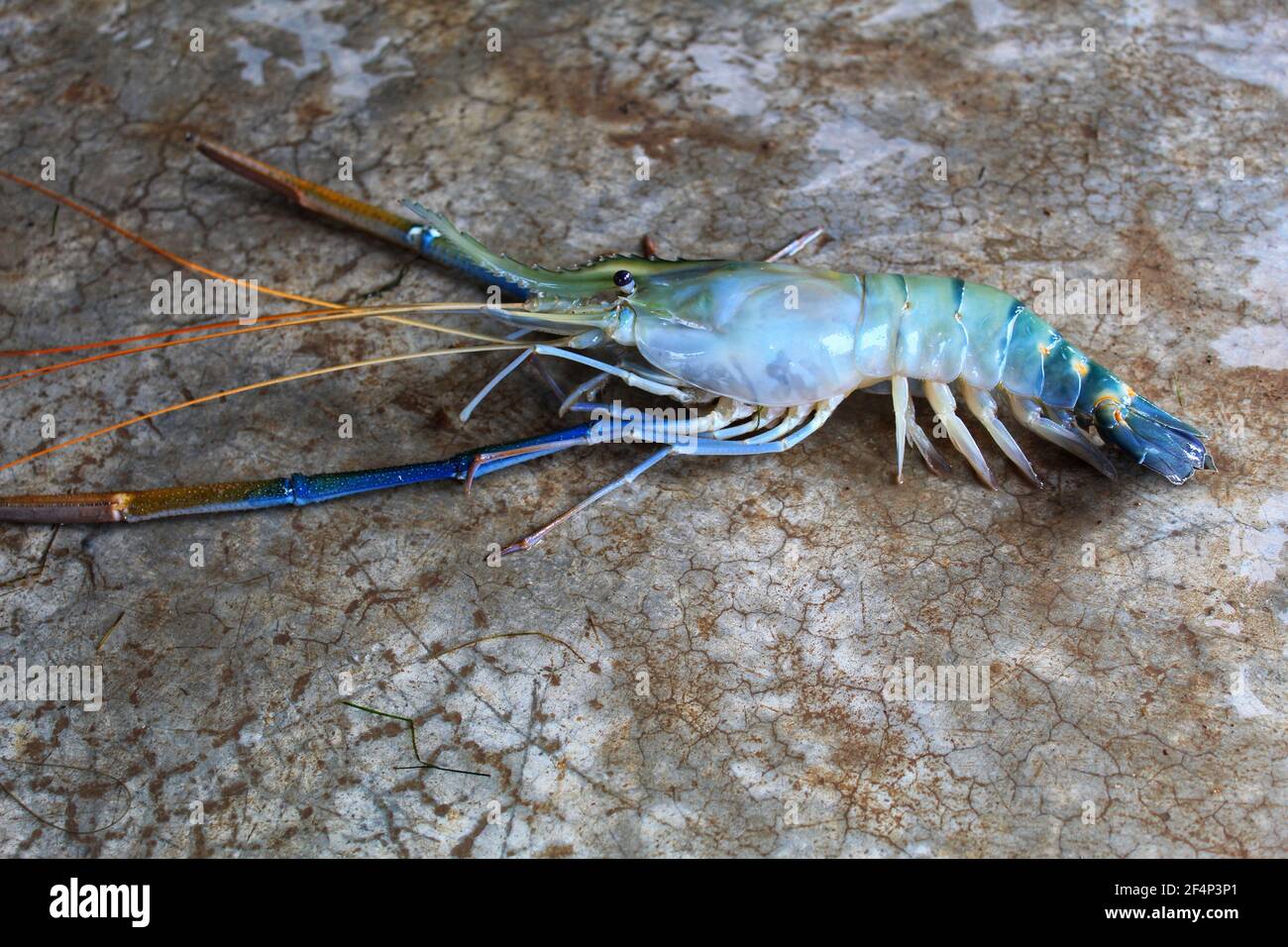 Fresh water giant river prawn sale in market scampi sale in indian fish market Stock Photo