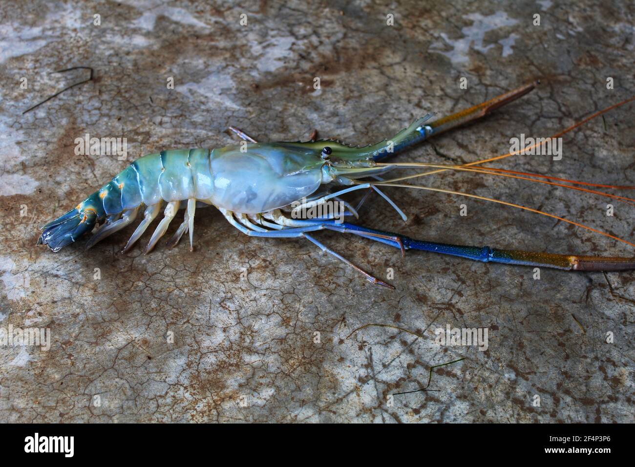 Fresh water giant river prawn sale in market scampi sale in indian fish market Stock Photo