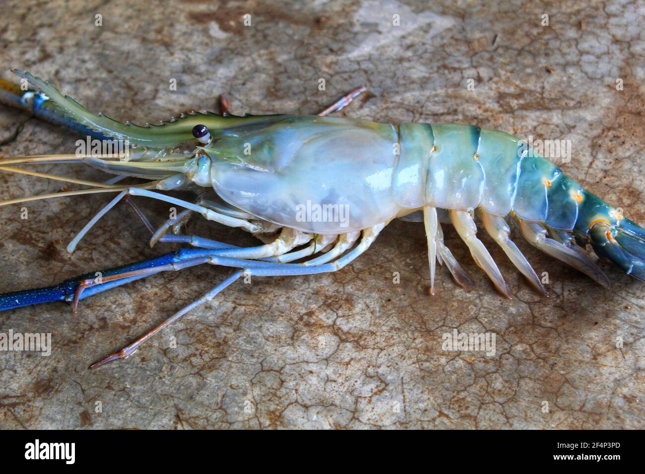 Fresh water giant river prawn sale in market scampi sale in indian fish