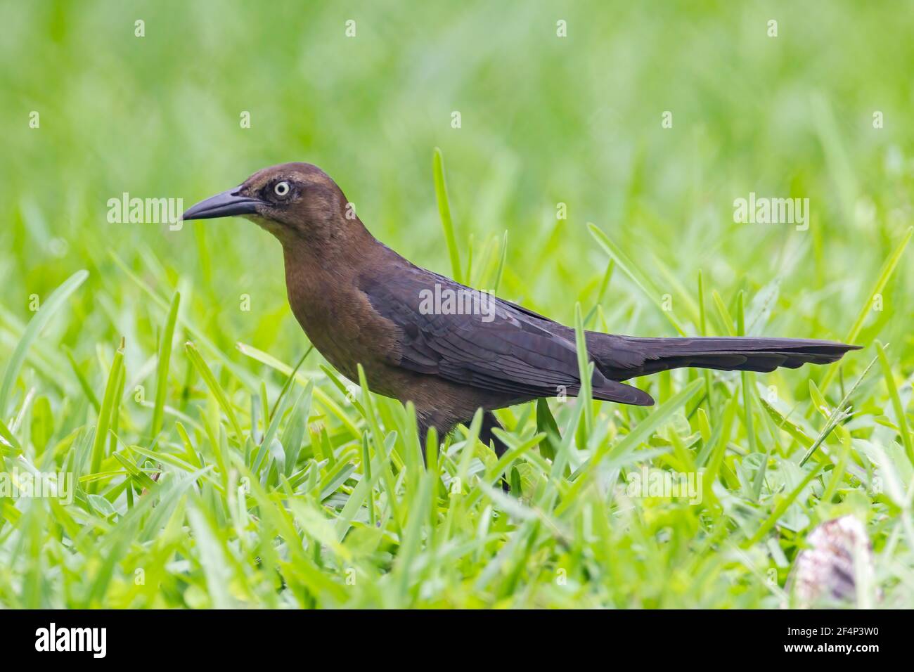 Mexican wasp hires stock photography and images Alamy