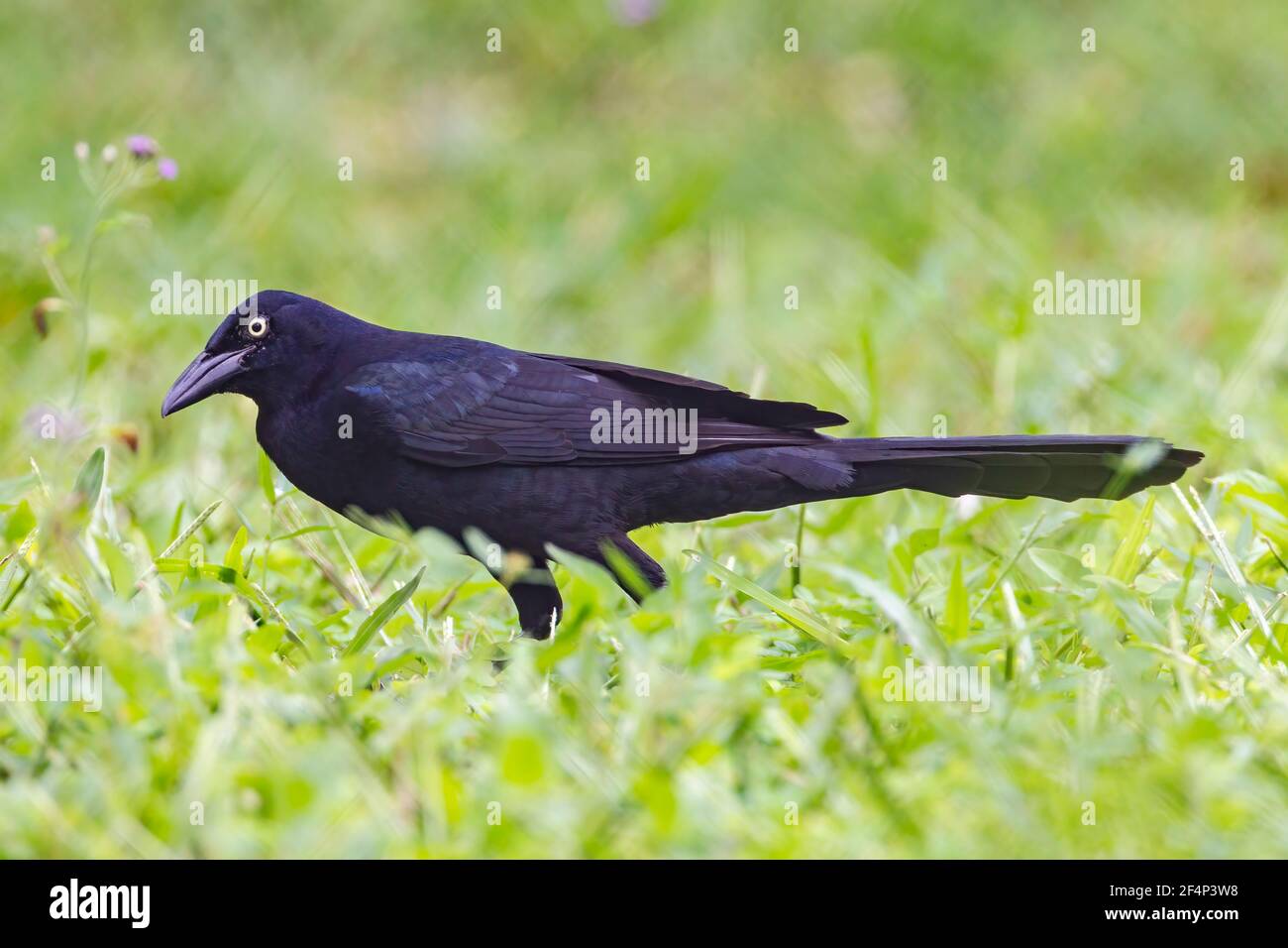 Mexican wasp hires stock photography and images Alamy